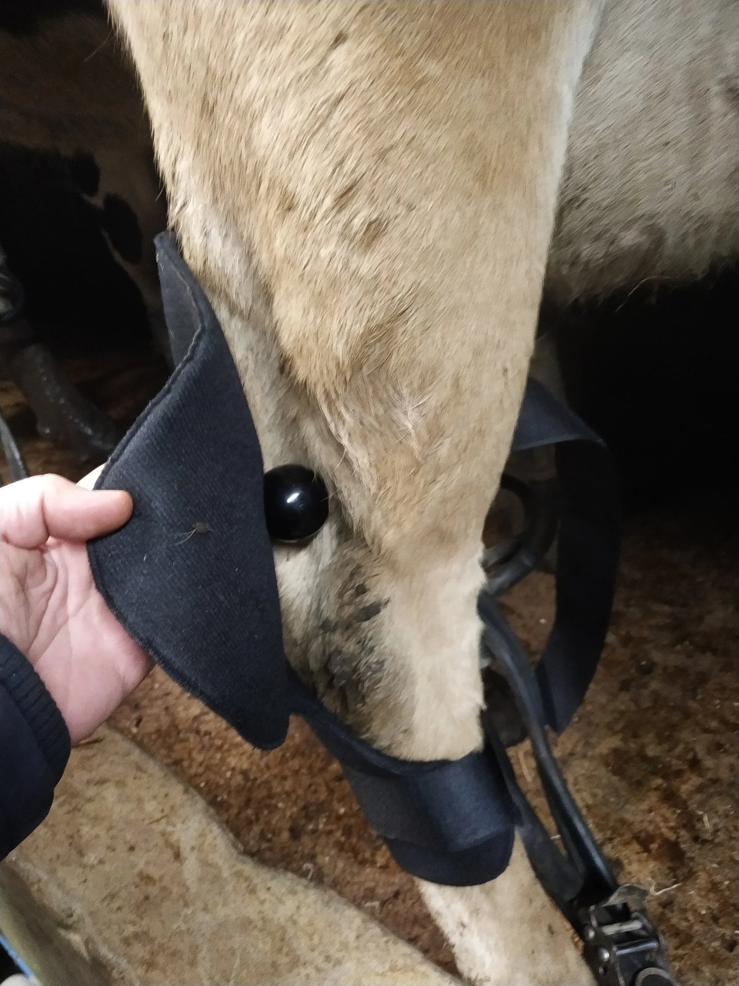 Attelle anti-douleur - EasyDaDa Animal