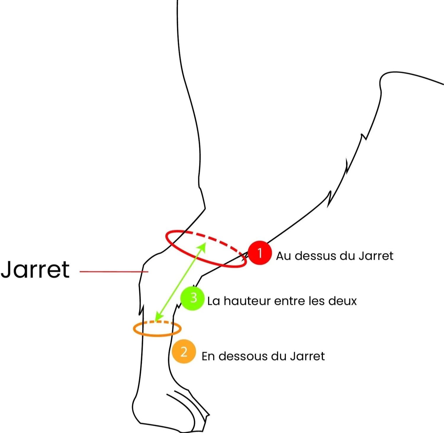 schéma jarret mesure autour ed animal bienetre animal